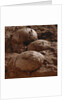 Dinosaur Eggs by Anonymous
