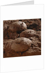 Dinosaur Eggs by Anonymous