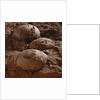 Dinosaur Eggs by Anonymous