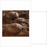 Dinosaur Eggs by Anonymous