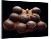 Chicken Egg and Dinosaur Eggs by Anonymous