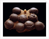 Chicken Egg and Dinosaur Eggs by Anonymous