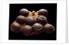 Chicken Egg and Dinosaur Eggs by Anonymous