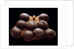 Chicken Egg and Dinosaur Eggs by Anonymous