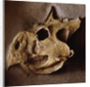 Protoceratops Skull by Anonymous