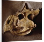 Protoceratops Skull by Anonymous