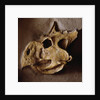 Protoceratops Skull by Anonymous