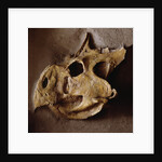 Protoceratops Skull by Anonymous