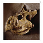 Protoceratops Skull by Anonymous