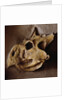 Protoceratops Skull by Anonymous