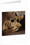 Protoceratops Skull by Anonymous