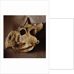 Protoceratops Skull by Anonymous