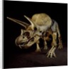 Triceratops Skeleton by Anonymous