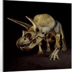 Triceratops Skeleton by Anonymous