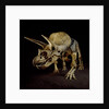 Triceratops Skeleton by Anonymous