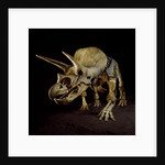 Triceratops Skeleton by Anonymous