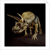 Triceratops Skeleton by Anonymous