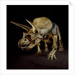 Triceratops Skeleton by Anonymous