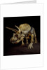 Triceratops Skeleton by Anonymous