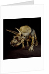 Triceratops Skeleton by Anonymous