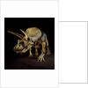 Triceratops Skeleton by Anonymous
