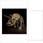 Triceratops Skeleton by Anonymous