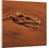 Velociraptor Skull and Neck in Sand by Anonymous
