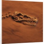 Velociraptor Skull and Neck in Sand by Anonymous