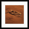 Velociraptor Skull and Neck in Sand by Anonymous