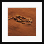 Velociraptor Skull and Neck in Sand by Anonymous