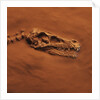 Velociraptor Skull and Neck in Sand by Anonymous
