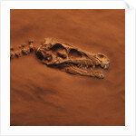 Velociraptor Skull and Neck in Sand by Anonymous