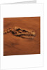 Velociraptor Skull and Neck in Sand by Anonymous