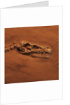 Velociraptor Skull and Neck in Sand by Anonymous