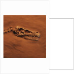 Velociraptor Skull and Neck in Sand by Anonymous