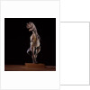 Sculpture of Carnotaurus by Anonymous