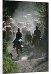 Driving Cattle at Bar Cross Ranch by Anonymous