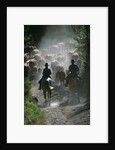 Driving Cattle at Bar Cross Ranch by Anonymous
