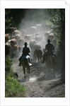 Driving Cattle at Bar Cross Ranch by Anonymous
