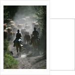 Driving Cattle at Bar Cross Ranch by Anonymous