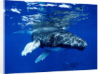 Infant Humpback Whale by Corbis