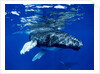 Infant Humpback Whale by Corbis