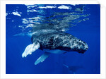 Infant Humpback Whale by Corbis