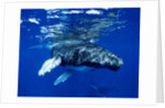 Infant Humpback Whale by Corbis