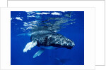 Infant Humpback Whale by Corbis