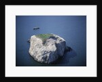 Bass Rock by Anonymous