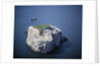 Bass Rock by Anonymous