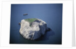 Bass Rock by Anonymous