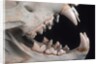 Teeth and Skull of Lion by Anonymous