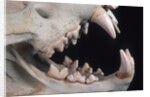 Teeth and Skull of Lion by Anonymous